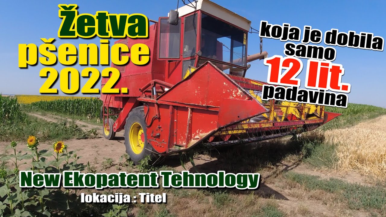 Žetva psenice koja je dobila samo 12 lit. padavina,  Titel 2022 , ratarstvo