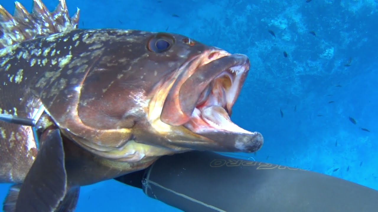 🔱ΨΑΡΟΝΤΟΥΦΕΚΟ ΜΕΓΑΛΟΣ ΡΟΦΟΣ🔱SPEARFISHING BIG DUSKY GROUPER SAKIS TSONIS🔱