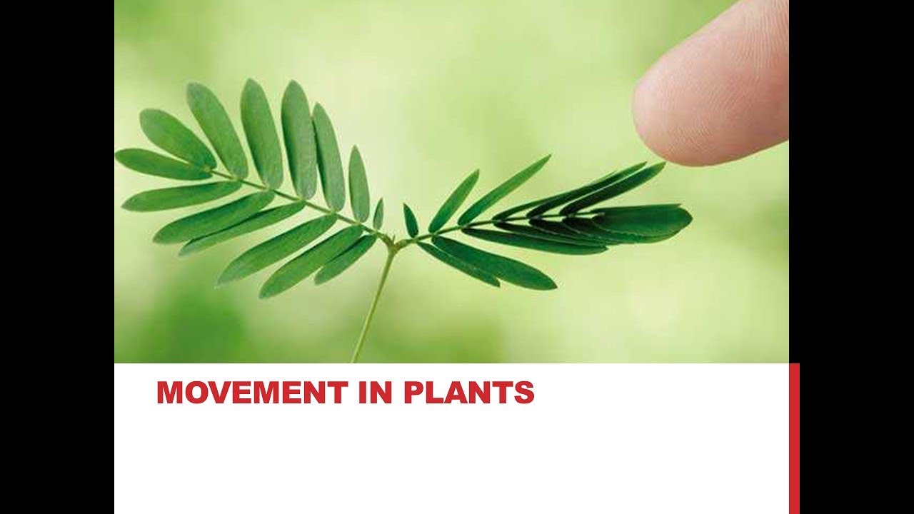 Support & Movement - Movement in Plants - Autonomic Movements (Urdu) Chapter 16, Lecture 03