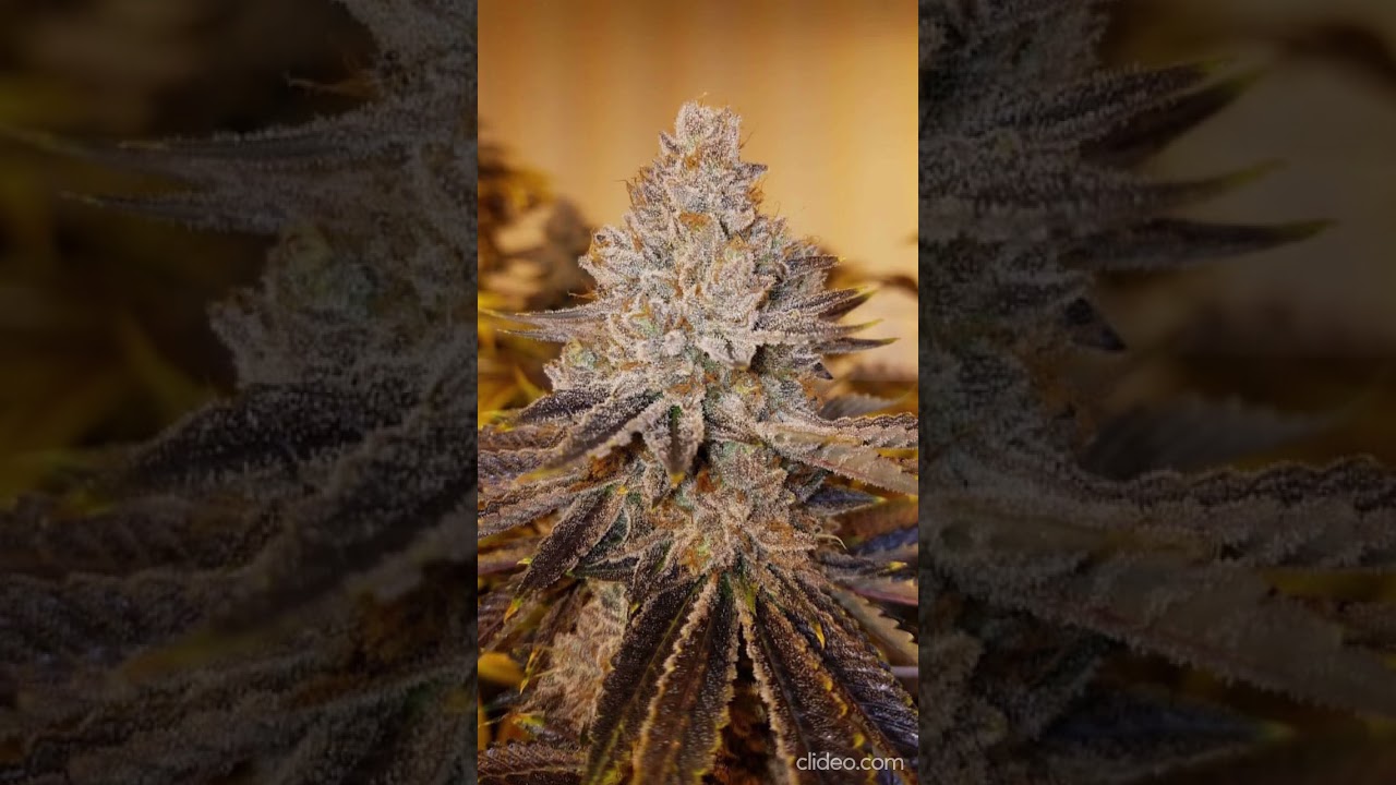 Mandarin Sunset 🌅 #ethoslab #ethosgenetics
