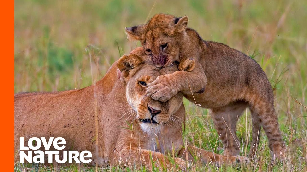 Lost Lion Cub 