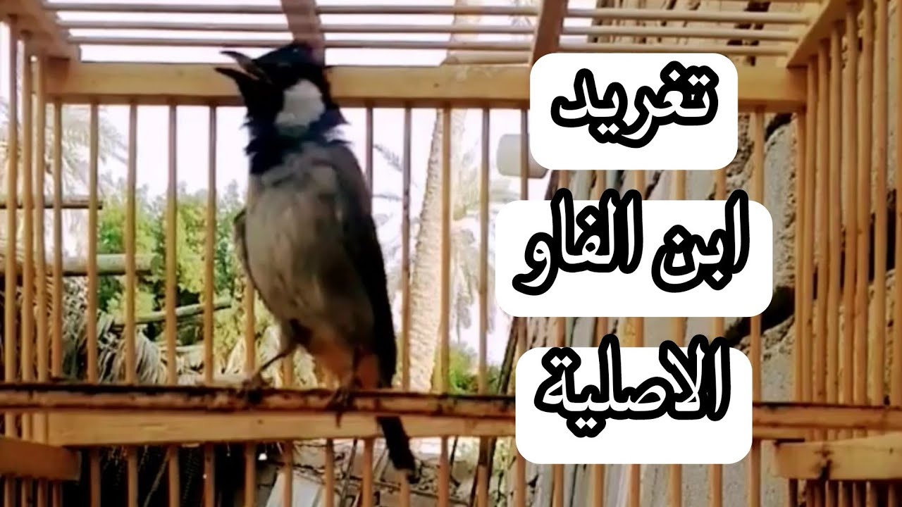 تغريد  بلبل الجوهرة ابن الفاو الاصلية-تعليم لغات لبلابل