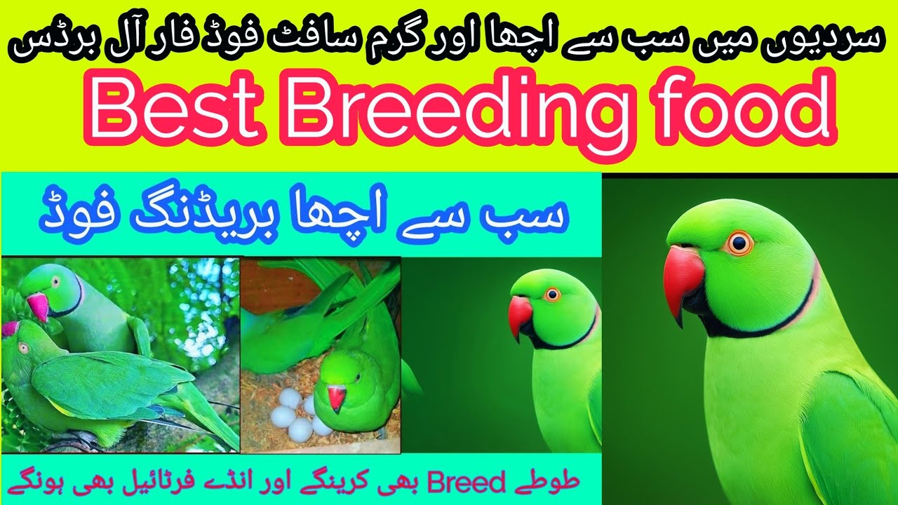 Ringneck Breeding food🦜 | Best Breeding food for all birds🦜 | Indian Ringneck parrot breeding guide