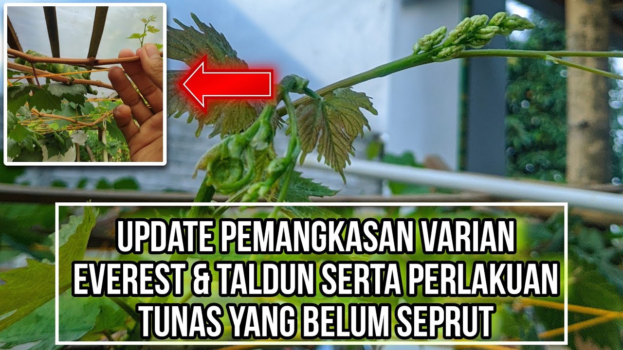 Update pemangkasan pohon anggur setelah 2 minggu varian taldun dan everest