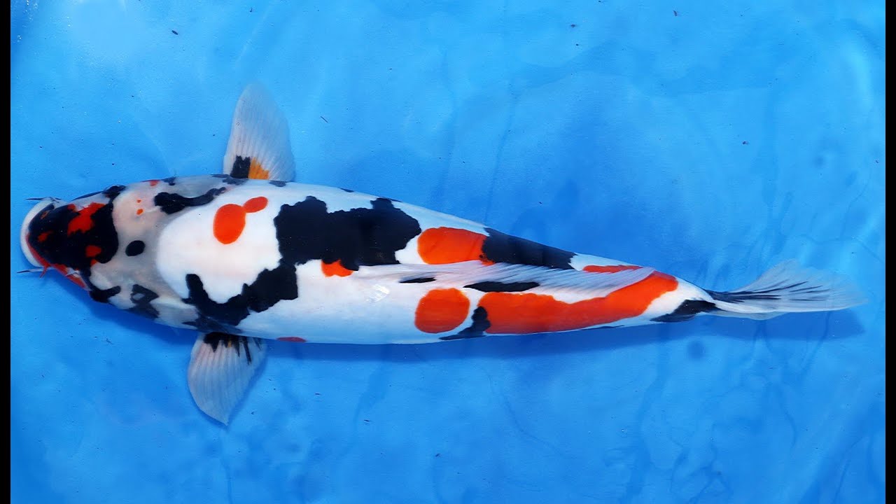 Koi, Original Japankoi kaufen vom Koih&auml;ndler, Koiland Kehr, Doitsu Showa vom Z&uuml;chter Takahashi!