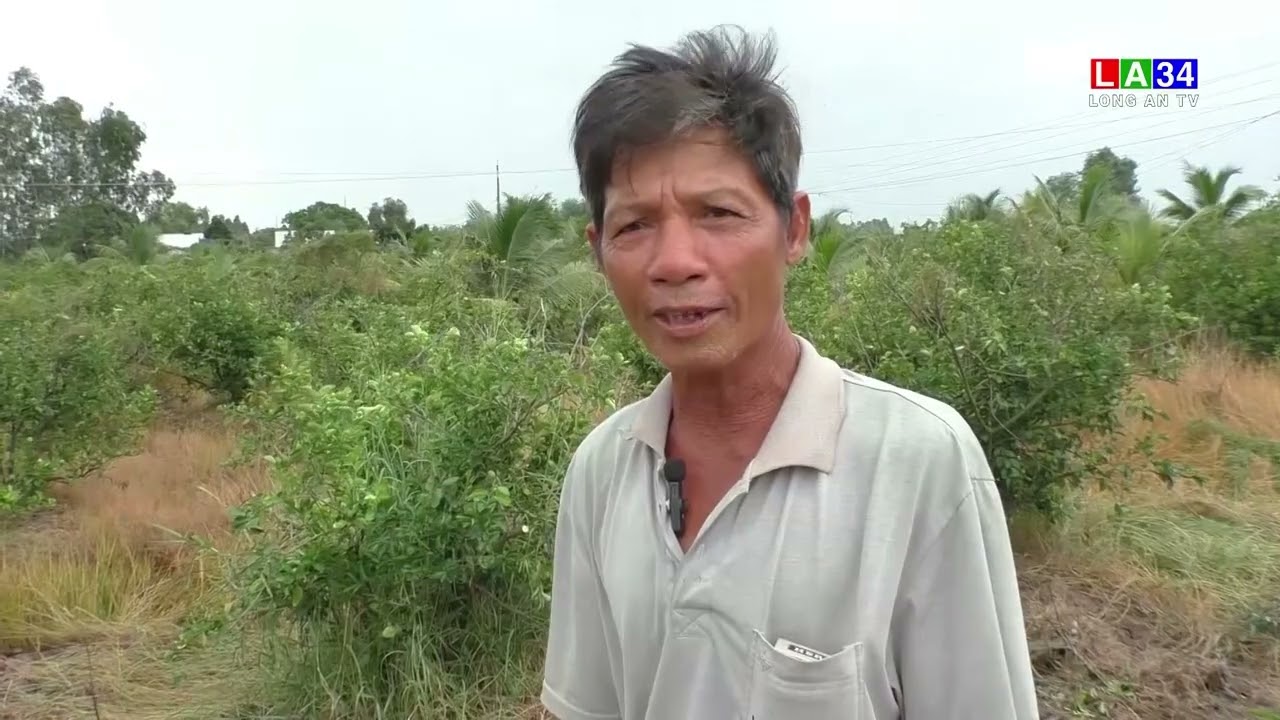 Mộc H&oacute;a: Người d&acirc;n ph&aacute; bỏ vườn chanh do gi&aacute; giảm s&acirc;u | LONG AN TV