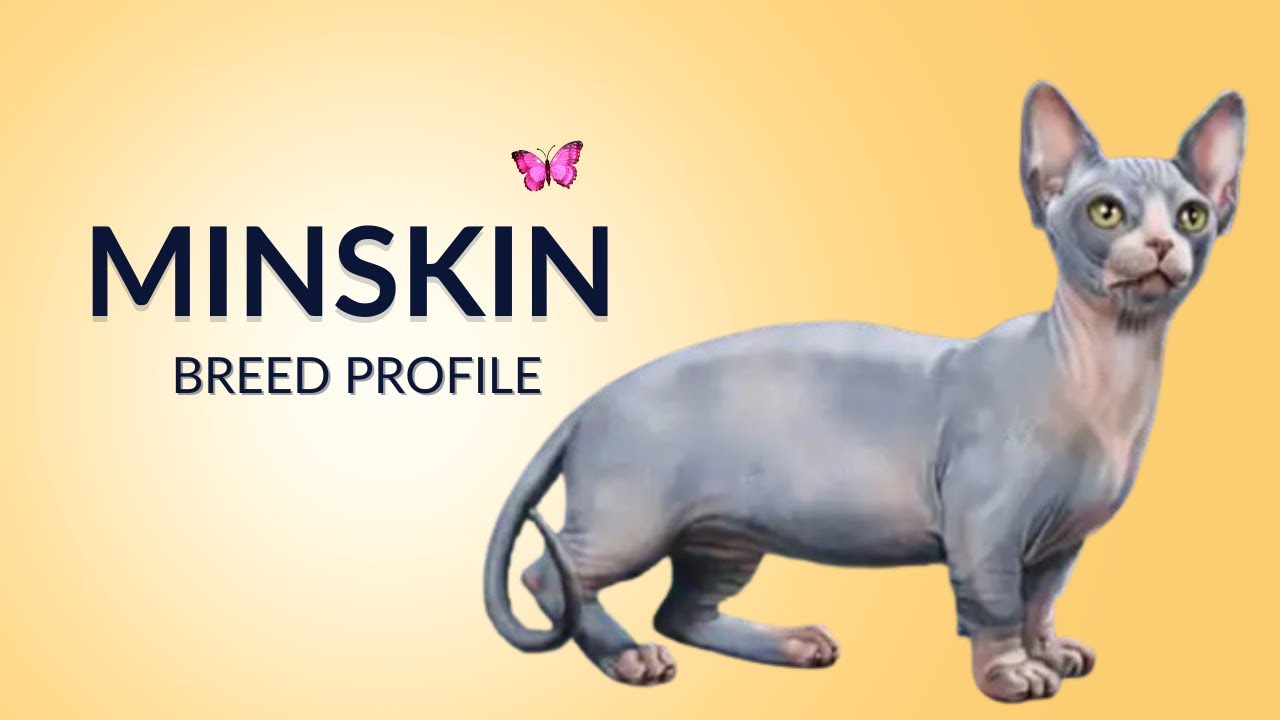 Minskin Cat Breed Profile History - Price - Traits - Grooming Needs - Lifespan