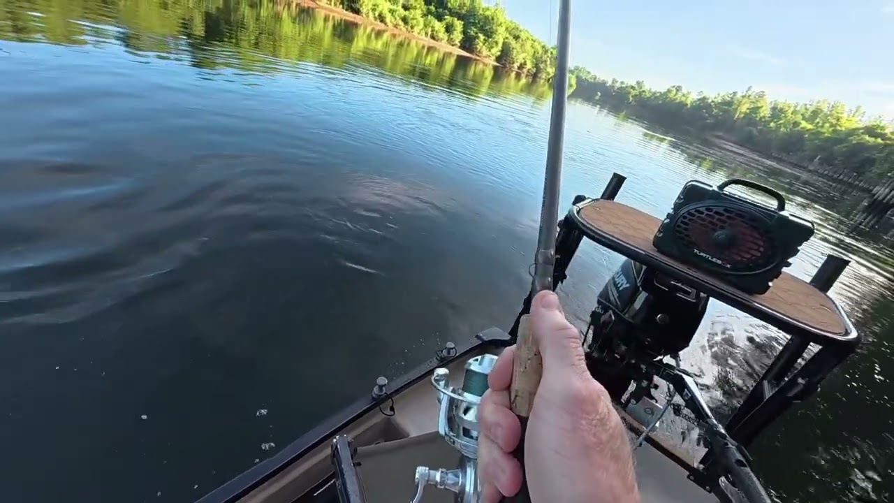 Savannah River Stripers with attitude fighing for my glidebait #glidebaits #towee skiffs #striper