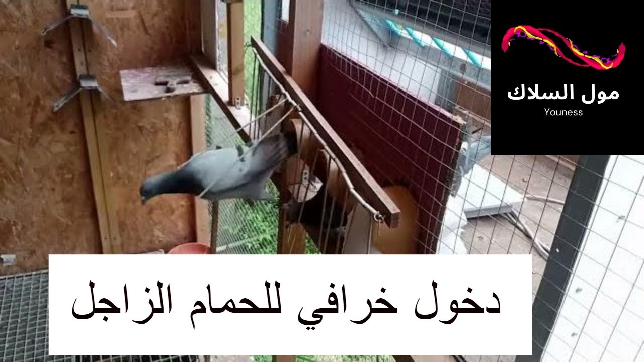 Moussaddad Loft 2021 دخول خرافي #للحمام_الزاجل