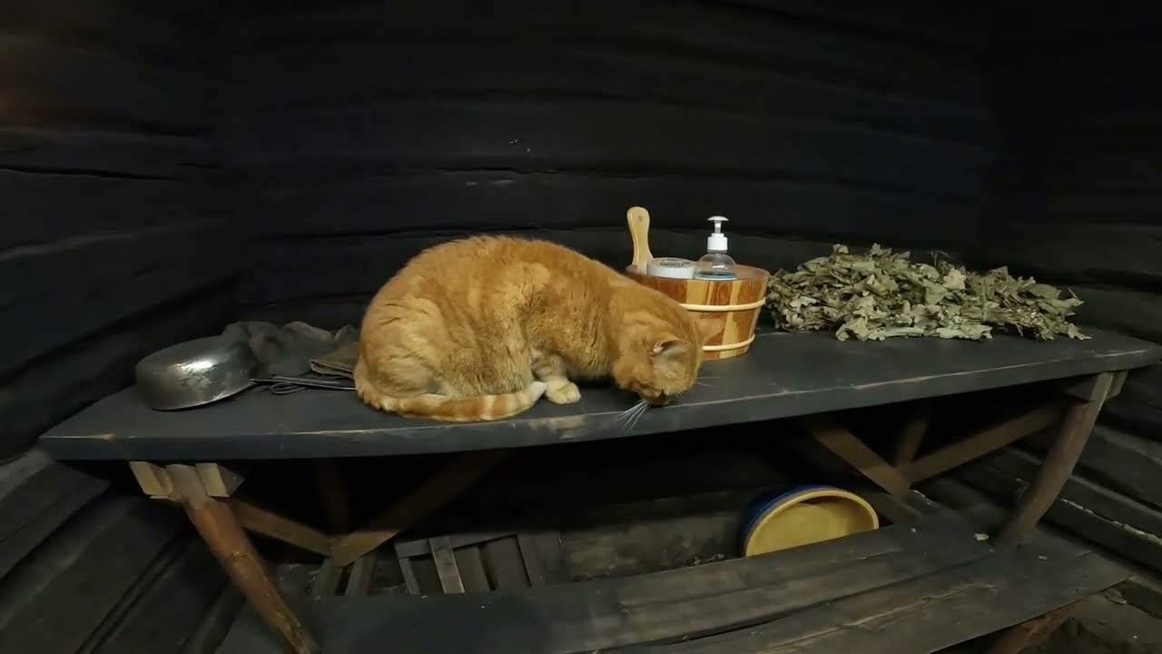 Печка в бане по черному и кот Буся,который ходит в баню.