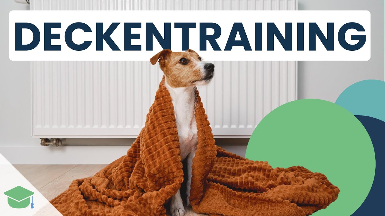 Decke als Ruheplatz! Wie dein Hund lernt, entspannt auf der Decke zu liegen