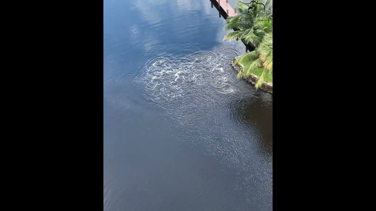 Follow this mullet school up the Loxahatchee river as it is stalked by predators