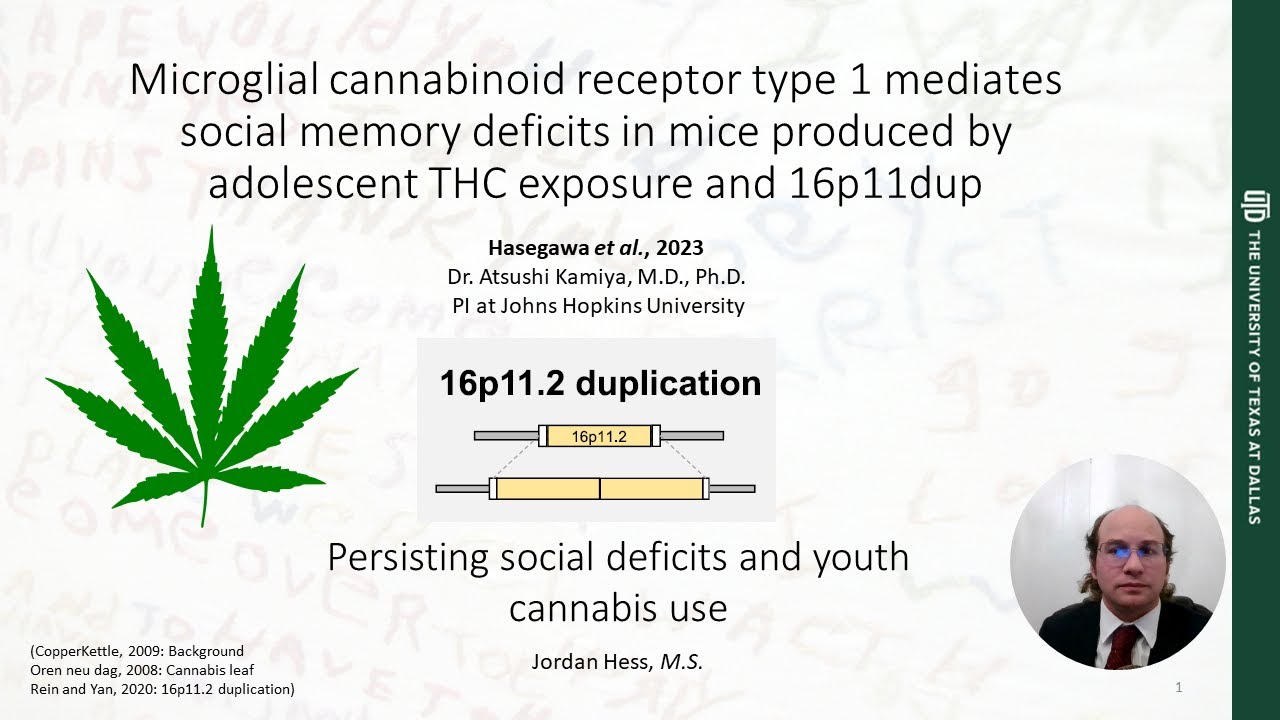 Microglial Cnr1 mediates social memory deficits produced by adolescent THC exposure and 16p11.2 dup