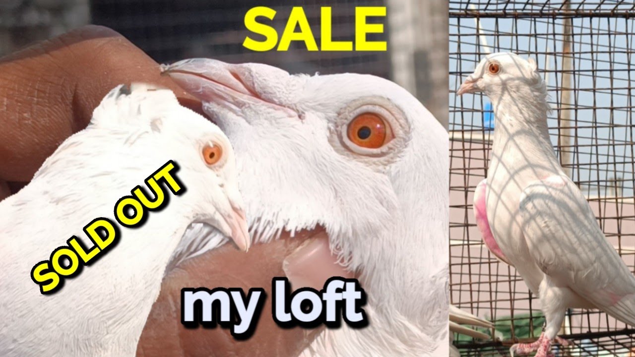 MY LOFT PIGEON FOR SALE AJ LOFT