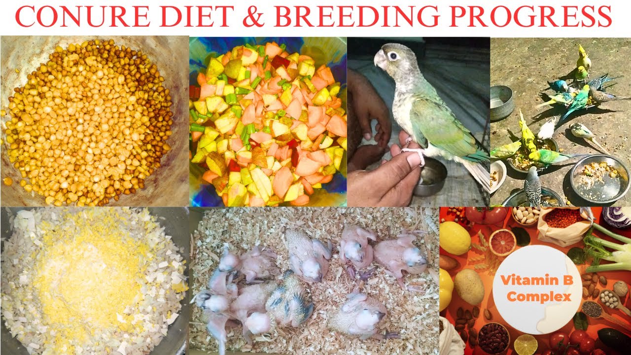 CONURE DIET & BREEDING PROGRESS😍😍// SUN CONURE & SMALL CONURE PROGRESS 