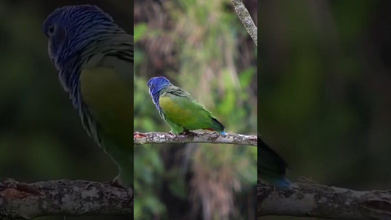 Bellas aves parte (26.5)   (Pionus menstruus)