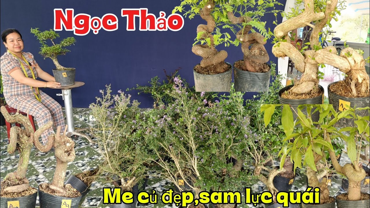 8/3/2026_Ngọc Thảo #0703477068 _Sam siêu hoa quái,Me củ quái, Xã rẻ sam 86,Sam núi,trang 