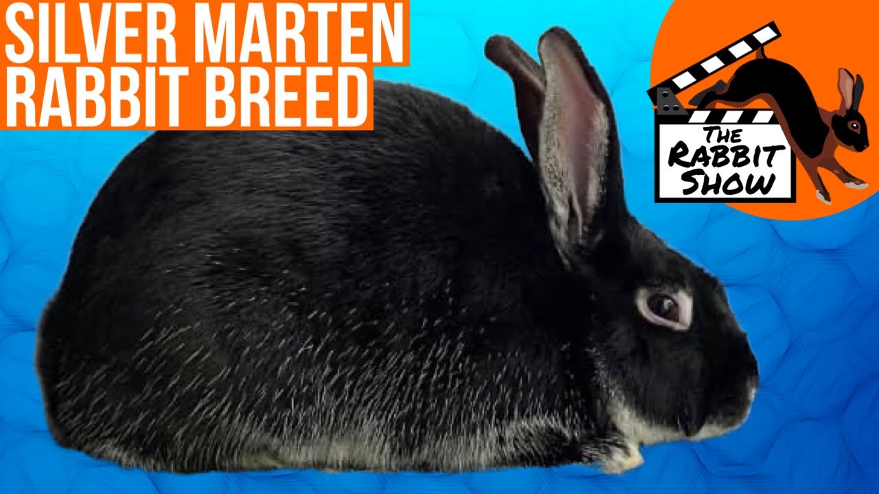Silver Marten Rabbit Breed by Tammy Loomis Benolkin, ARBA Judge and Breeder