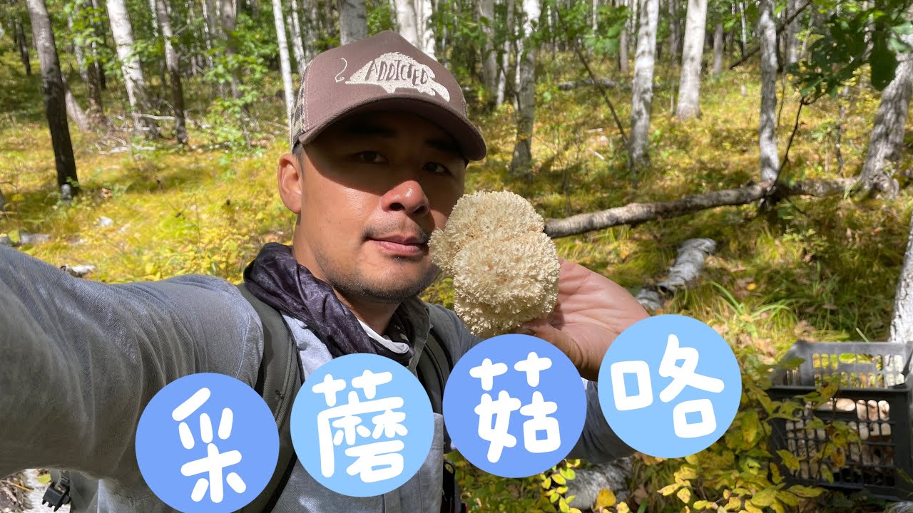 呼伦贝尔白桦林里采蘑菇，光哥独自一人进山，到底收获如何