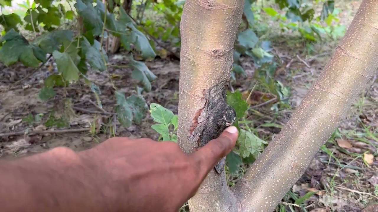 HRMN-99 Apple plants,(गर्म इलाक़ों में तेज़ी से क्यों मर रहे है सेब के पेड़) केसे करे इलाज