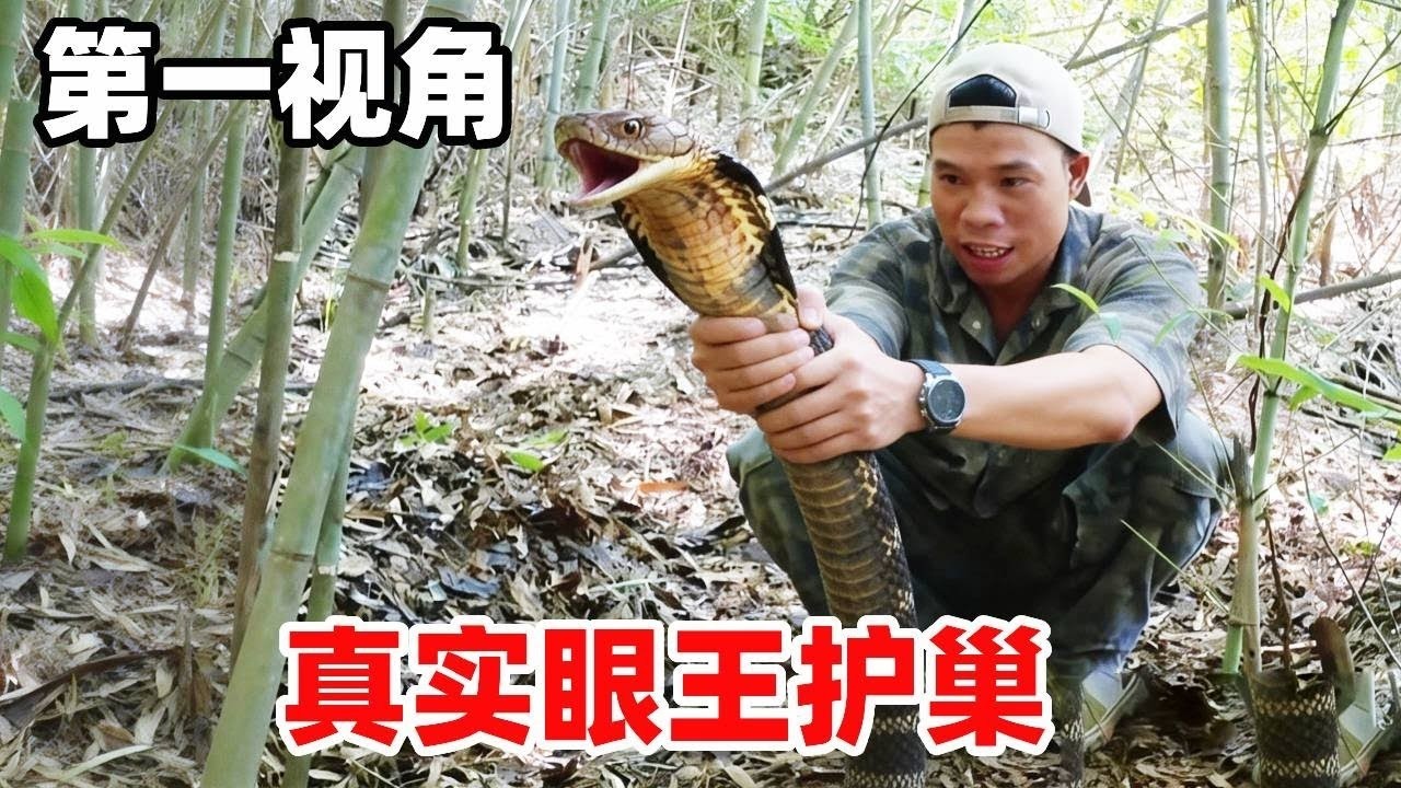 实拍眼王护巢瞬间！蛇窝弹性超乎想象，简直像蹦床