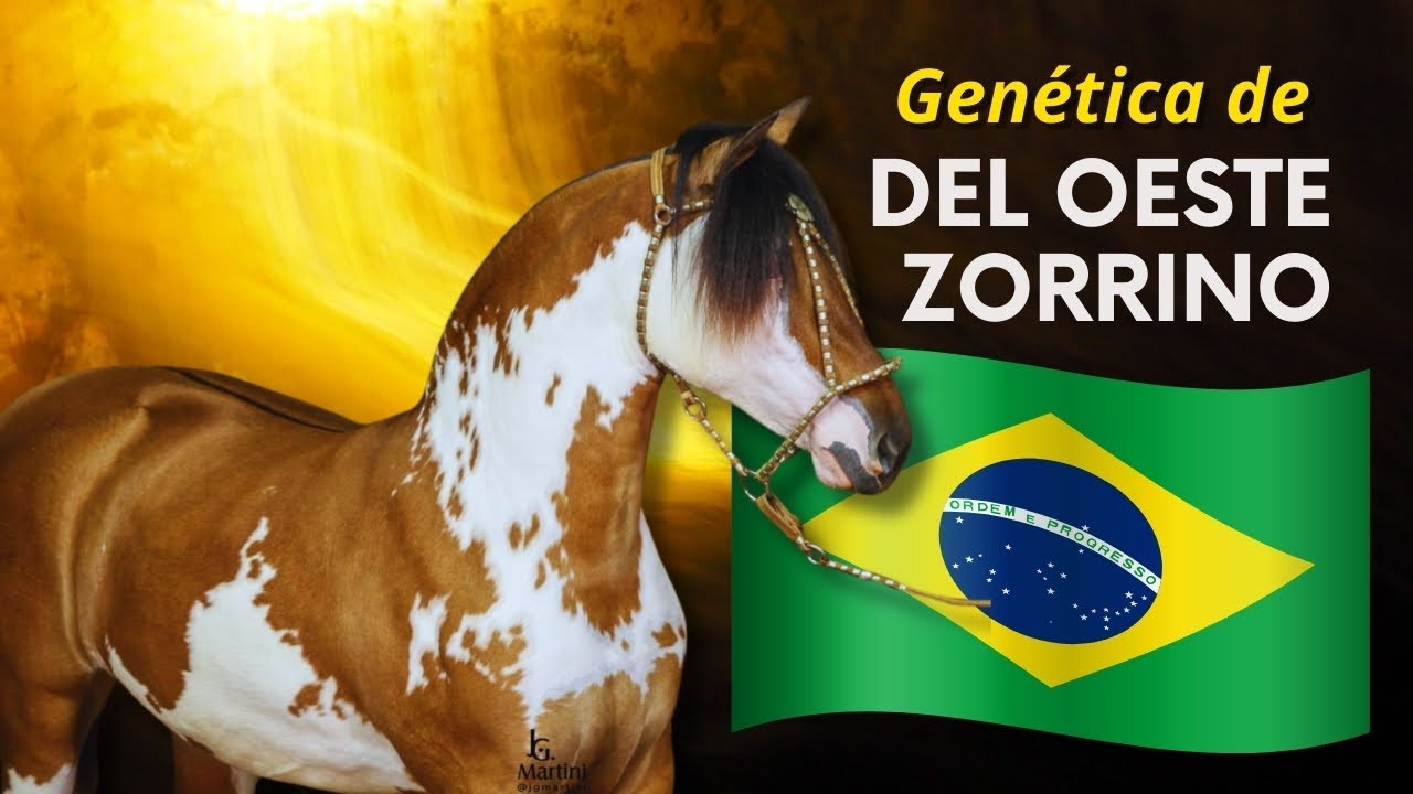 A maior oferta de filhos do garanhão Del Oeste Zorrrino no Brasil, Estância Liberdade Cavalo Crioulo