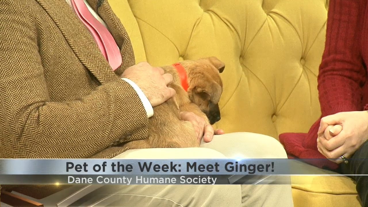 Pet of the Week: Meet Ginger!