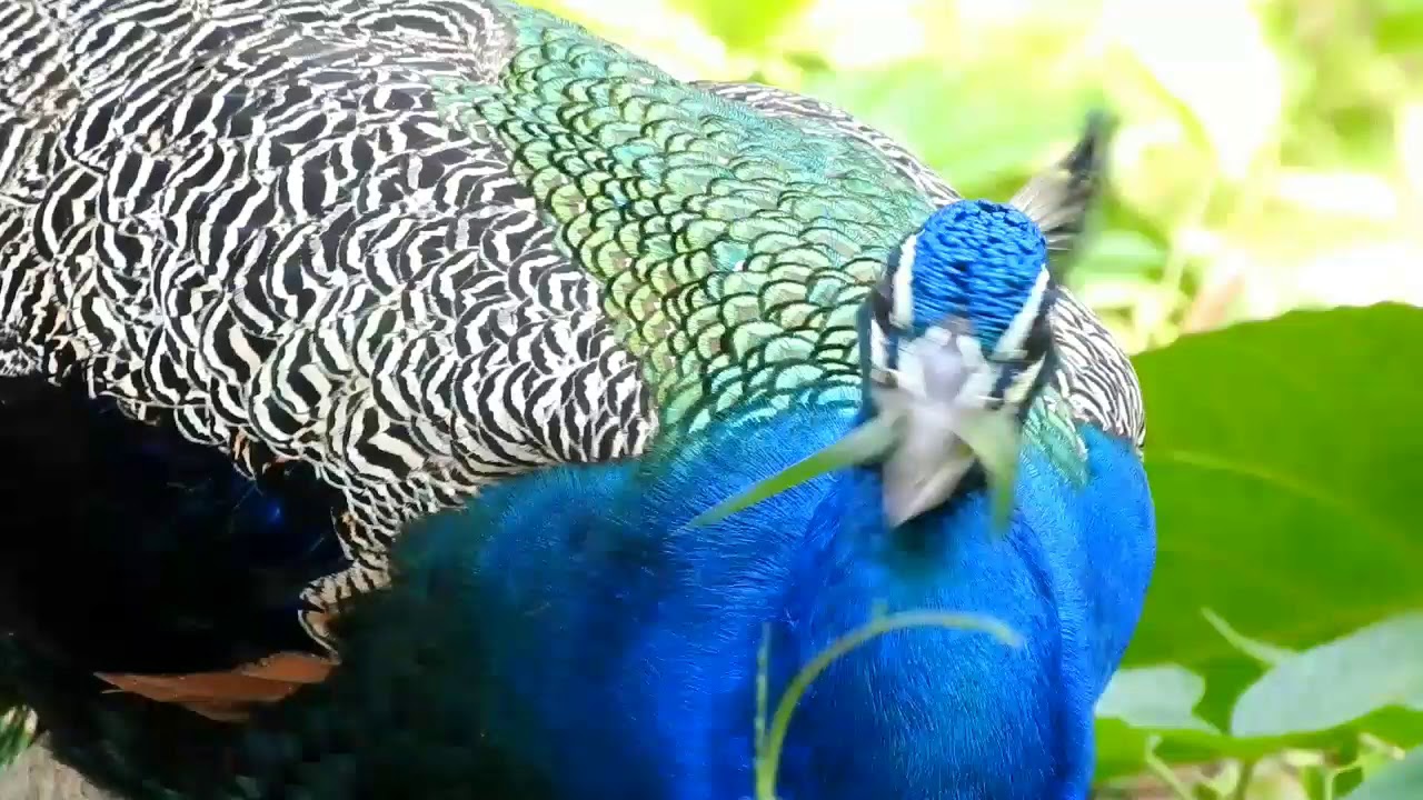 One of the beautiful creature of god