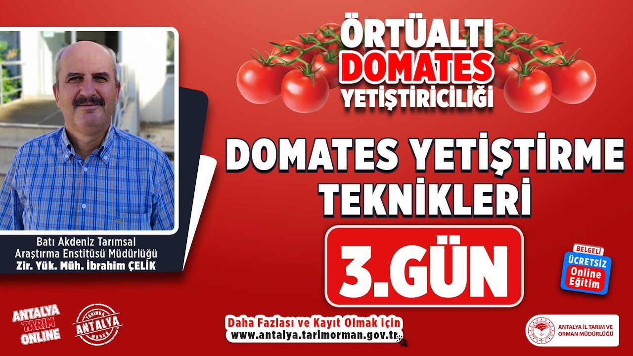 Örtüaltı Domates - Domates Yetiştirme Teknikleri 3.Gün