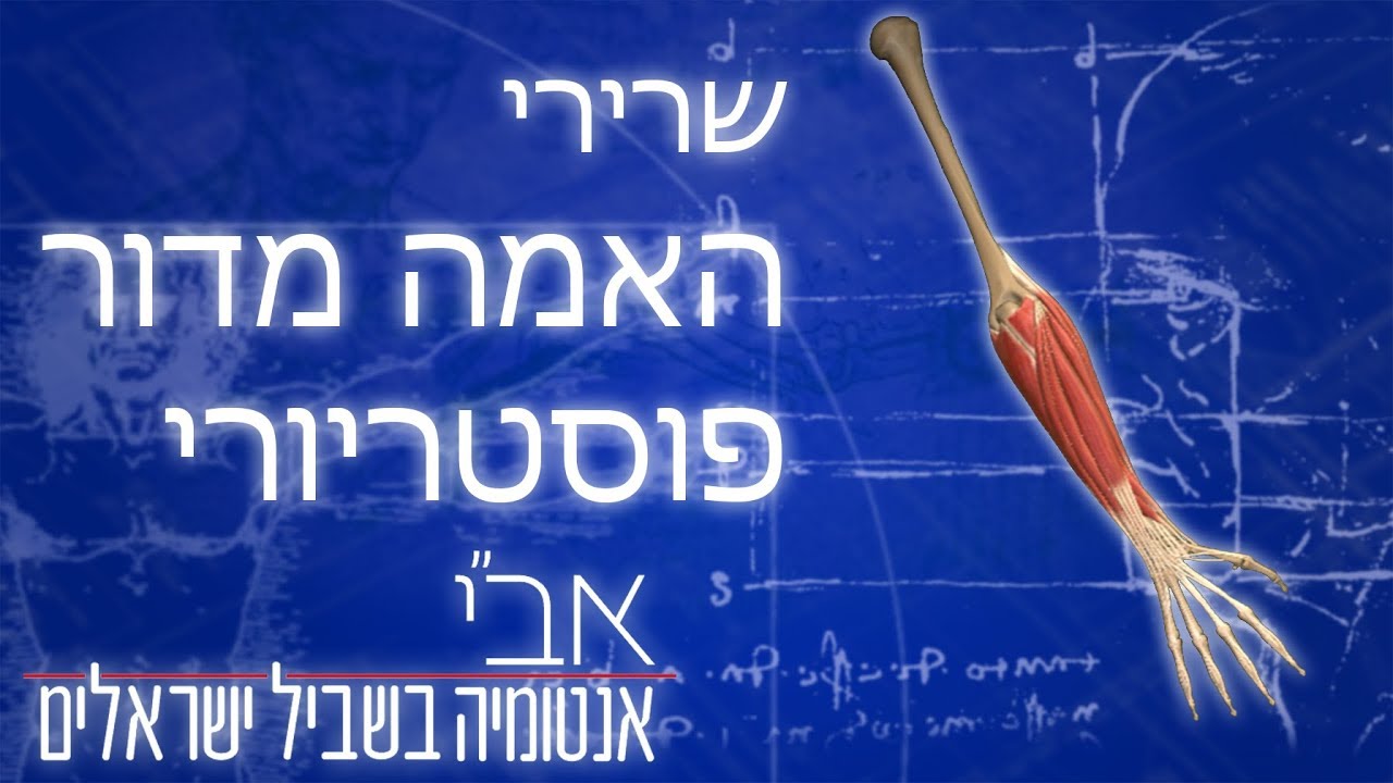 השרירים האחוריים של האמה