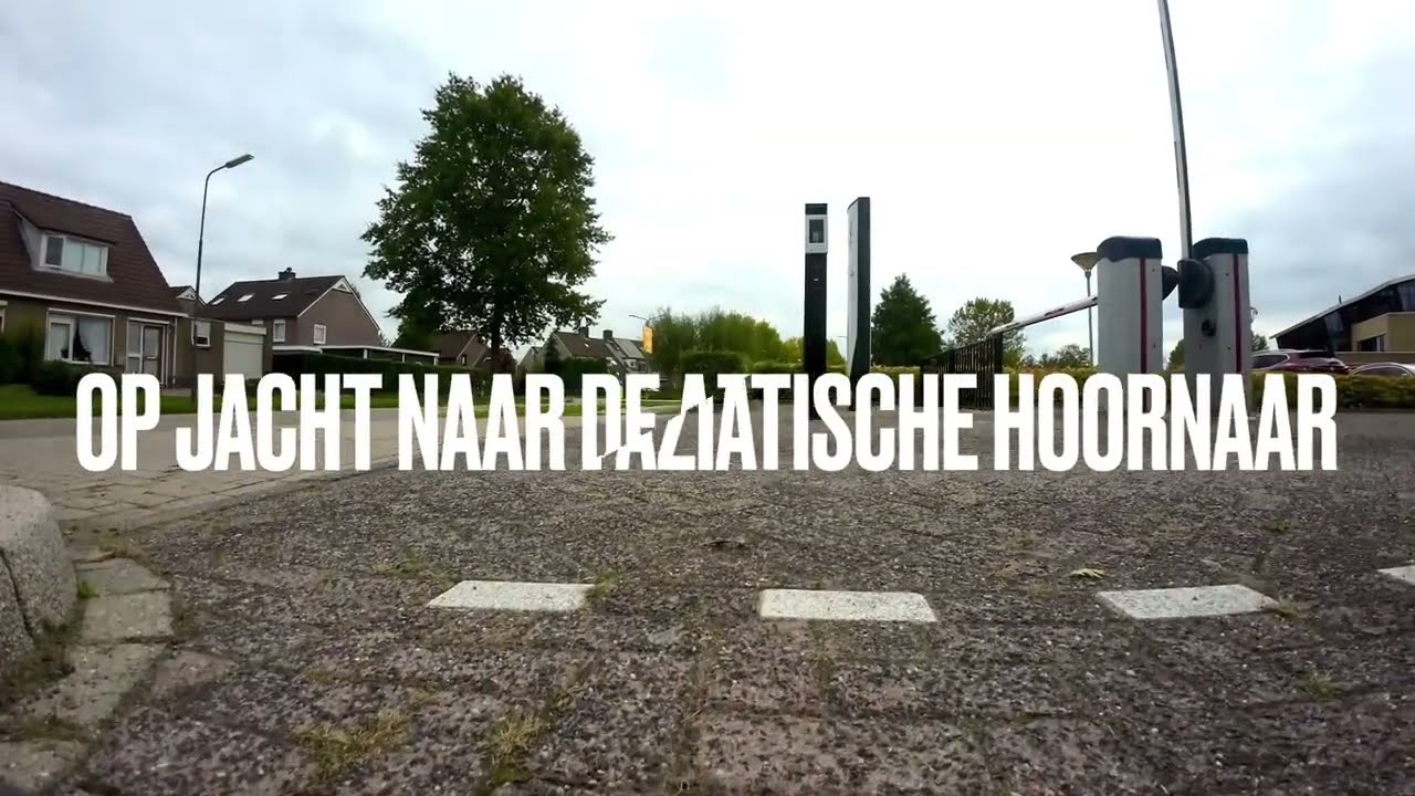 Op jacht naar de Aziatische Hoornaar Lopik