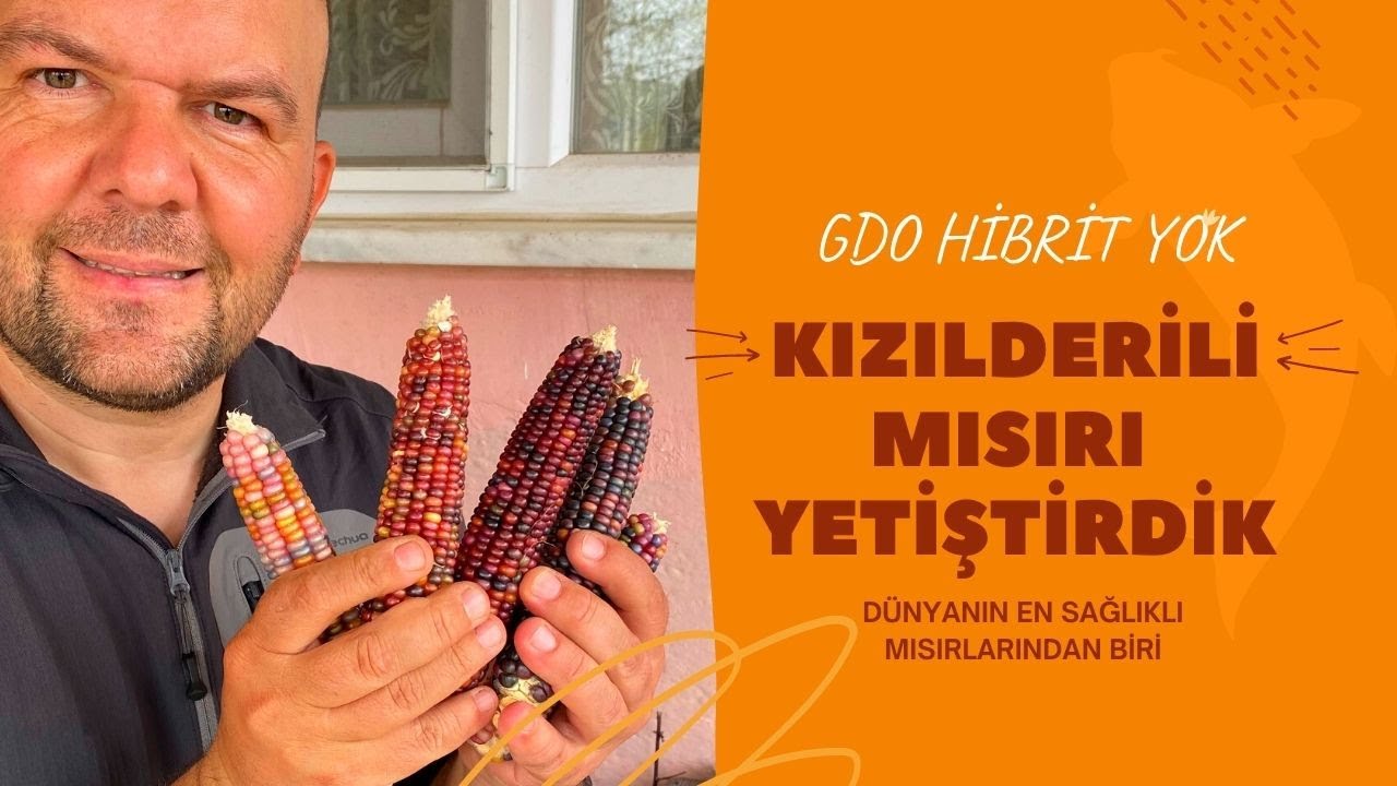 KIZILDERİLİ MISIRI YETİŞTİRDİK / GDO YOK-HİBRİT DEĞİL !