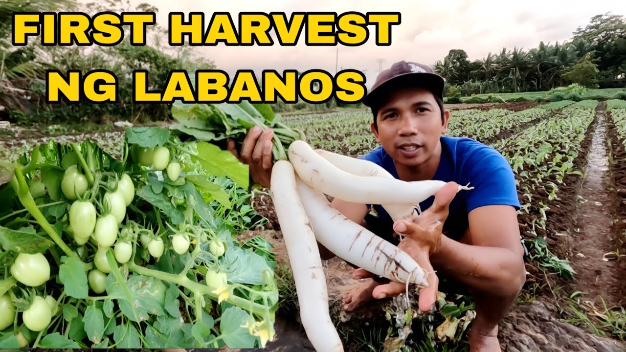 First harvest ng labanos ang bilis ng panahon