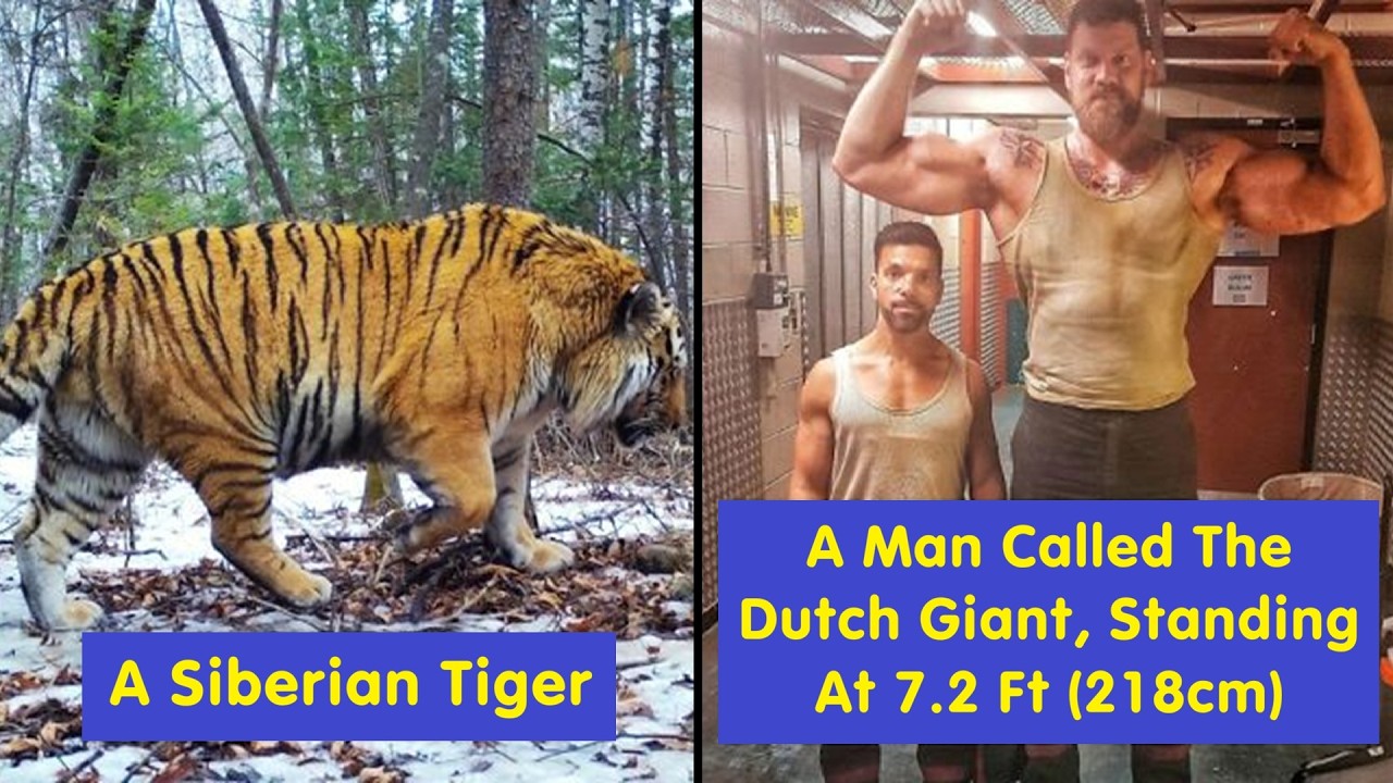 Absolute Units: Most Unbelievably Big Things People Found (Must-See)