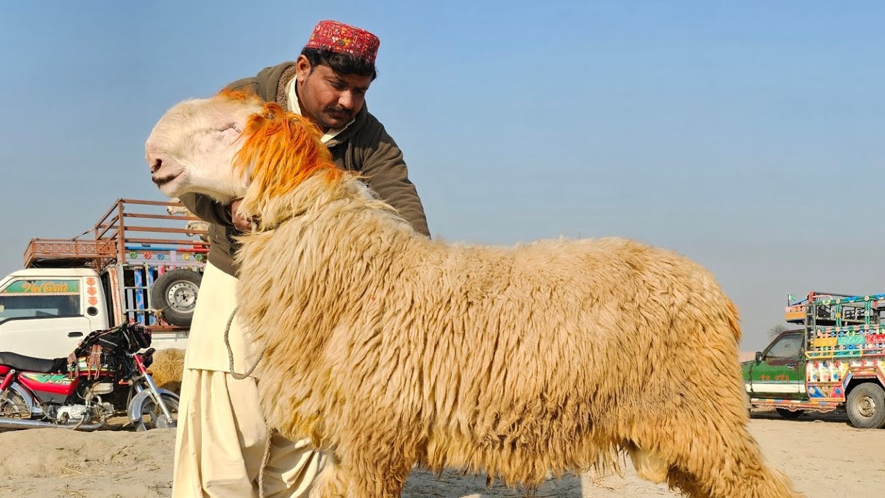 Bakra Eid Mandi ki video 2024 تاریخ 15 Dera Ghazi Khan Mandi 2024 Sasti Mandi hai