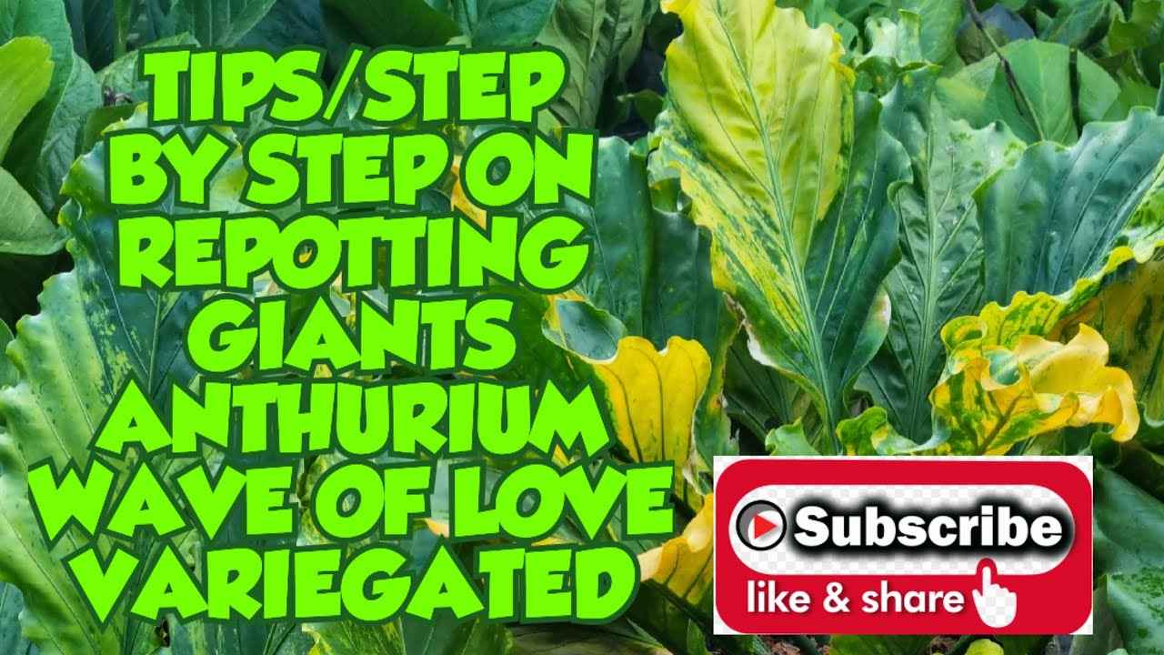 Anthurium Wave of Love Variegated (Step by Step Tips on Repotting Anthurium Wave of Love Variegated)
