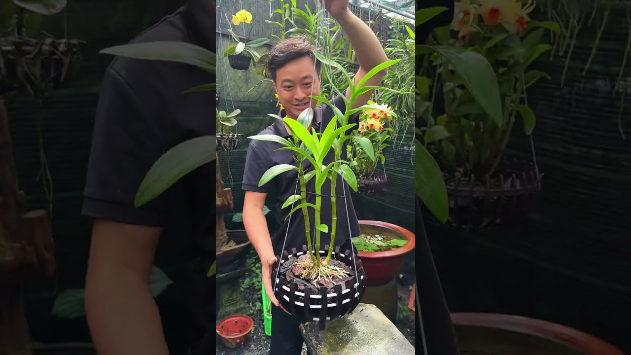 Đừng vội cắt đi những cây lan có thân già như thế này nha anh chị !!