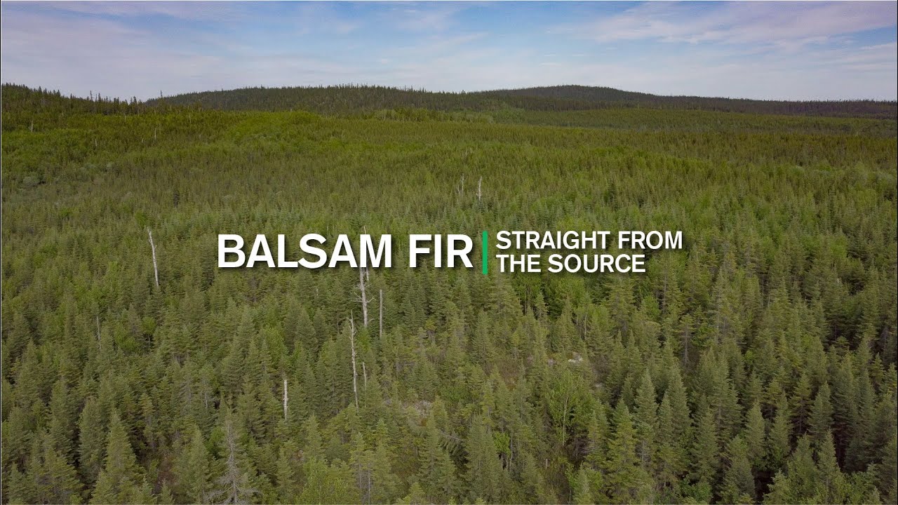 Straight From the Source Balsam Fir