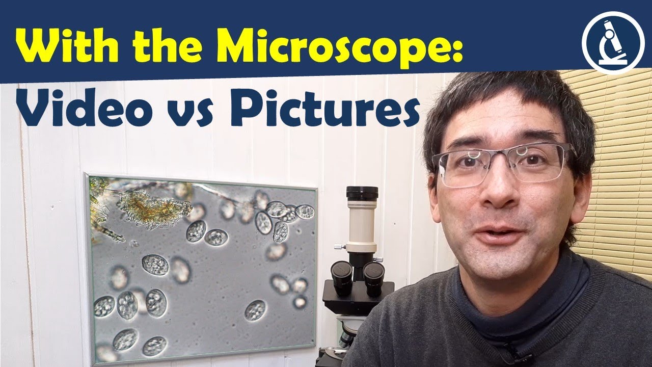 🔬 Should you make videos or photographs with a microscope? What's better?