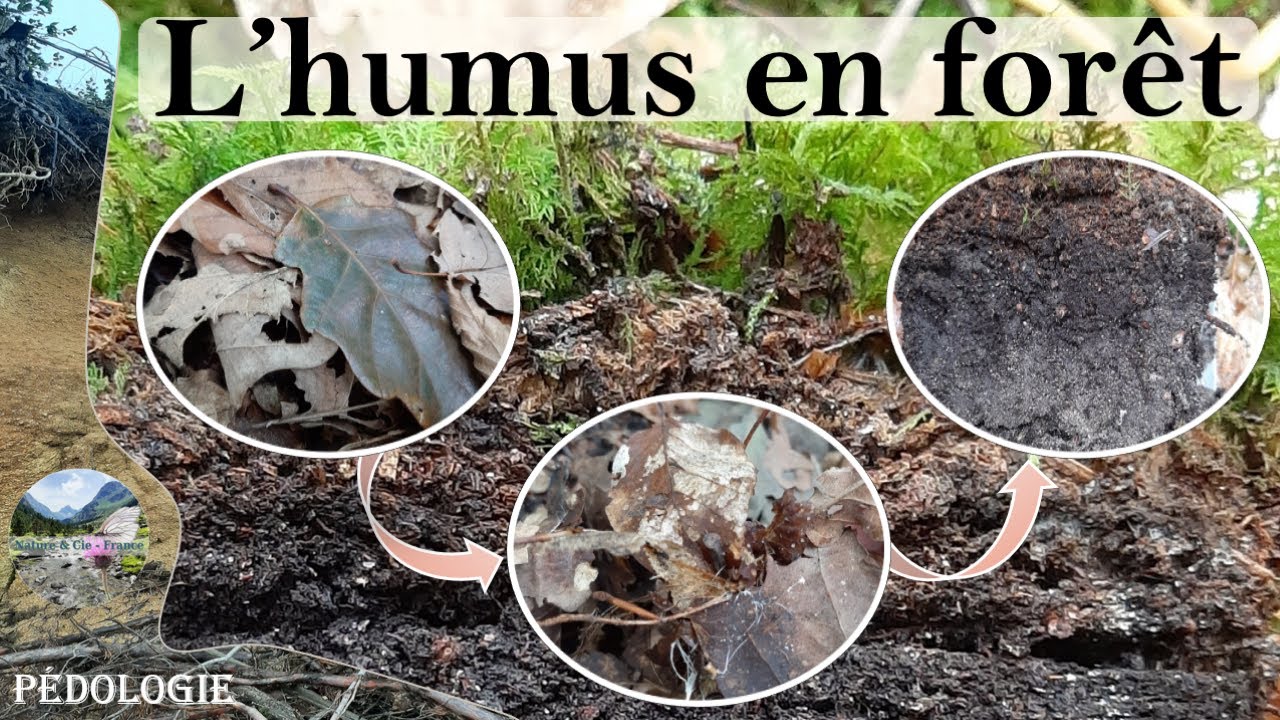 Humus en forêt : Tout savoir sur les humus - Pédologie #1