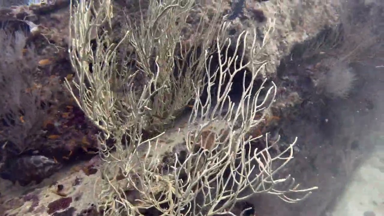 FESDHOO WRECK [FESDHOO REEF & THILA]