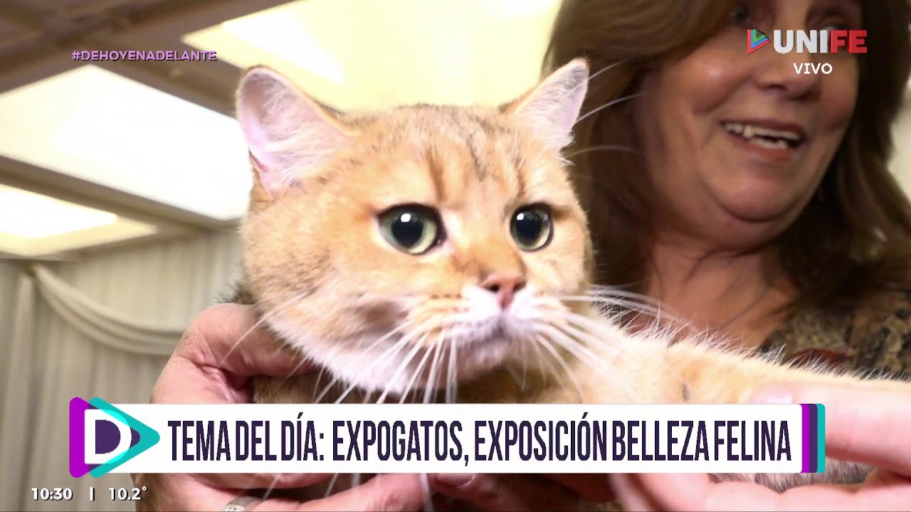 #DeHoyEnAdelante - Entrevista con criadores de maine coon
