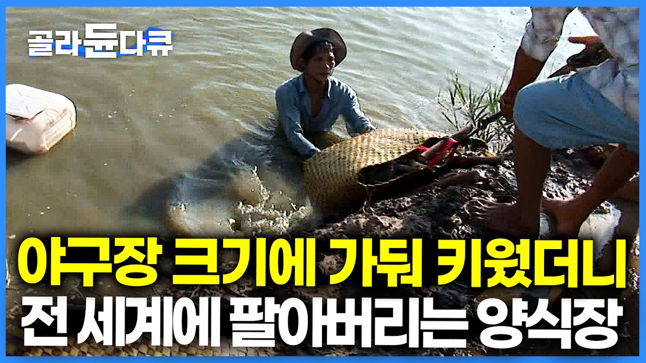 한국도 여기서 사온다. 전 세계 '이것' 수출 2위! 강물 끌어다가 만든 역대급 규모의 양식장｜극한직업｜#골라듄다큐