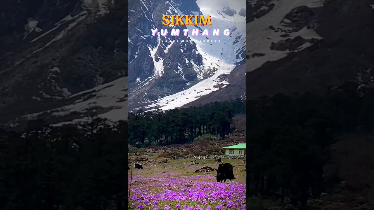 Yumthang Valley: Sikkim's Valley of Flowers 🌸 - #YumthangValley #ValleyOfFlowers #ExploreSikkim