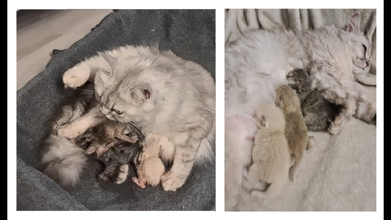 Lili Katze bekommt Babys Cat Kitten Katzengeburt