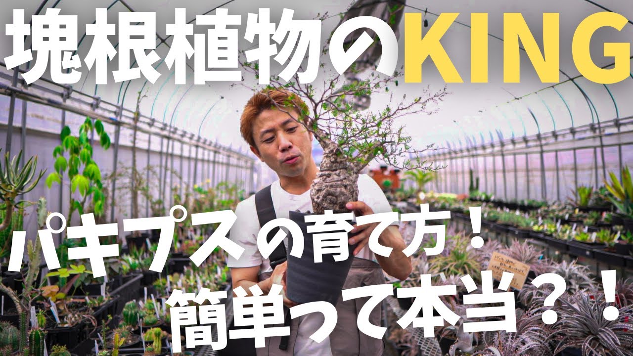 【簡単？塊根の王様パキプスの育て方】オペルクリカリアパキプスの育て方を徹底解説します！未発根と発根済みの違いは？！