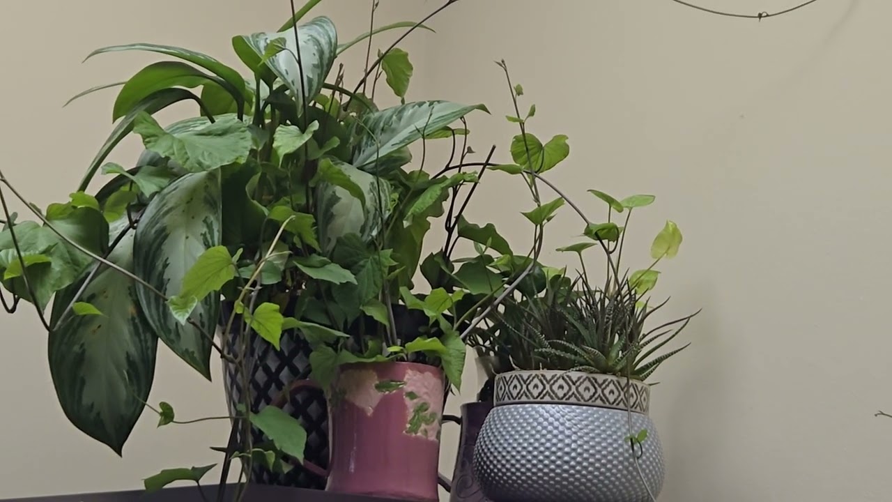 Office Plants #hobby #officeplant #sweetpotato #succulentobsession #indoorplants