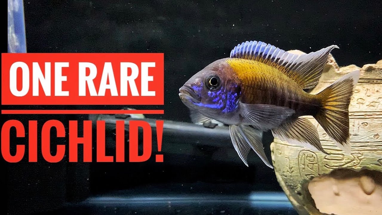 AULONOCARA WALTERI | Fish Room Tour-TANK 2