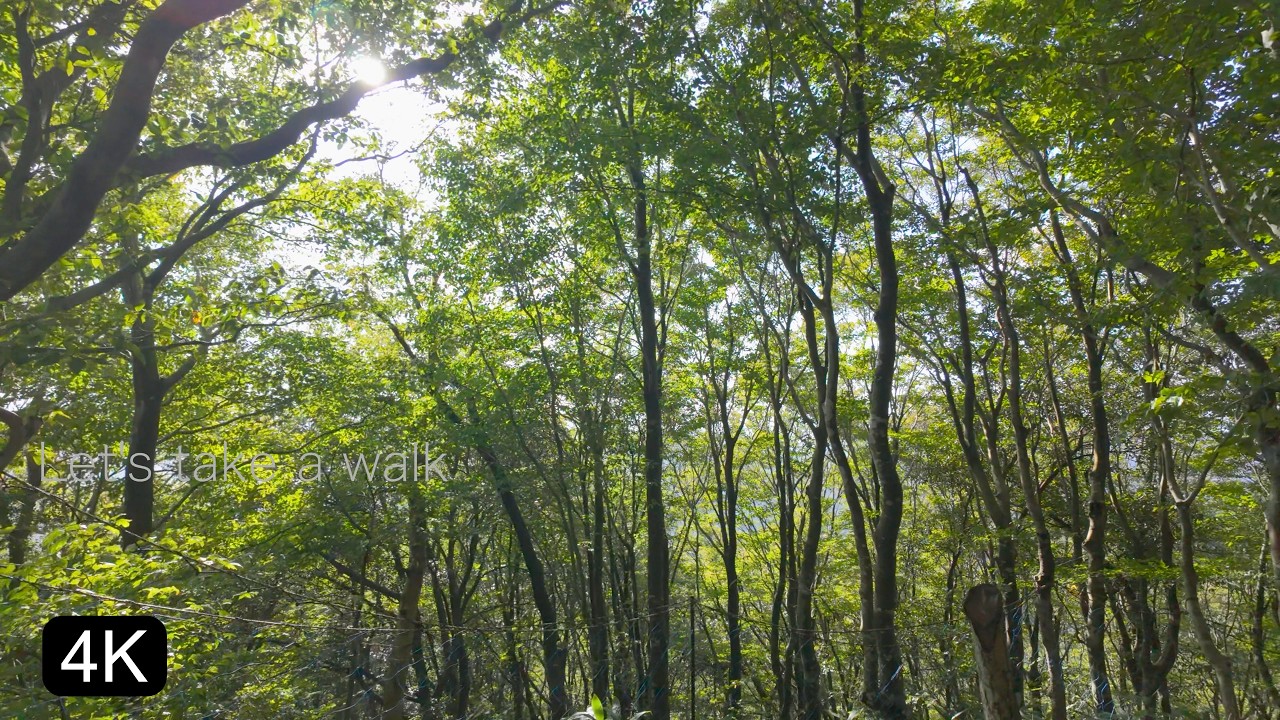 4K Japan Immersive Walk | Forest Bathing in the Late Summer Morning