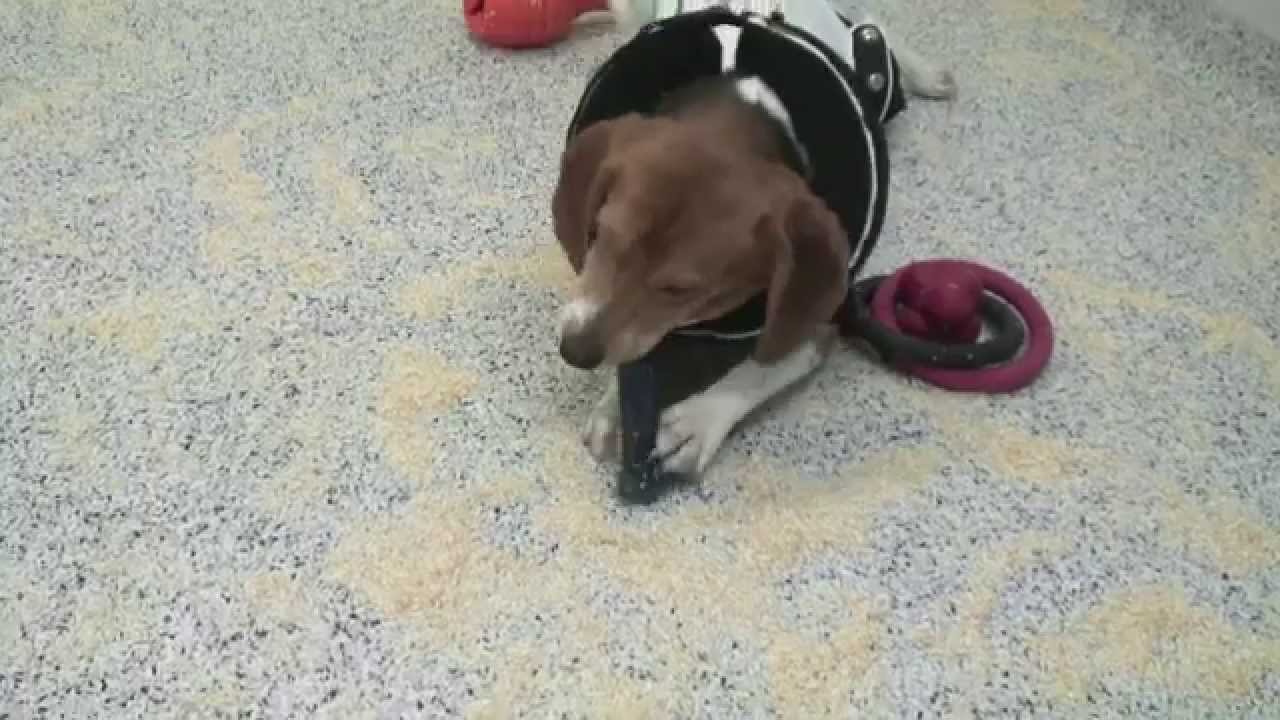 Drug testing: research with dogs